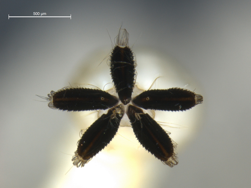 Scleroprocta sp